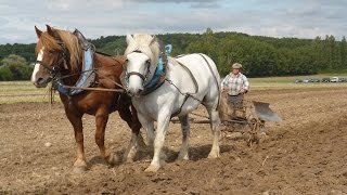 Des chevaux de Trait au travail des champs [upl. by Jerol300]