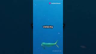 Cheetah vs sail fishtrending shortsviral shorts cheetah sailfish race epicrace fyp facts [upl. by Nahtaoj653]