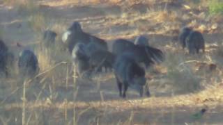 South Texas Chaparall WMA Javelina hunt  caution impact shots [upl. by Burkhard]