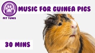 30 Minutes of the Best Guinea Pig Music Around Relax Your Guinea Pig with Music [upl. by Gotthelf]