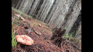 Howto harvest edible mushrooms in pine forest Australia [upl. by Budwig]