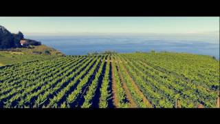 Madeira Wine Festival  Promotional Video [upl. by Draillih]