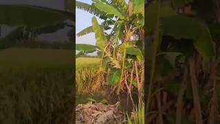 Arati chettu  Village farmingbananatree lifeofvillage RamyaThings [upl. by Pantia617]