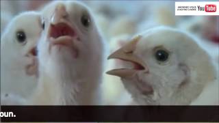 Le business des œufs de poule au Cameroun aviculture [upl. by Dorelia]