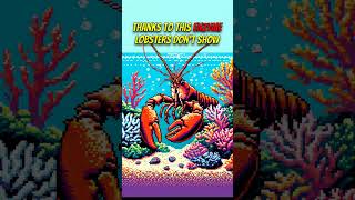 How Long Can Lobsters Live 🦞🌊 [upl. by Arbma]