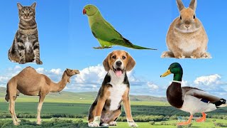 Pet Animals  Hamster  Parrot  Cat  Duck  Goat  Cow [upl. by Harret101]