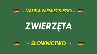 SŁOWNICTWO  ZWIERZĘTA [upl. by Lilli]