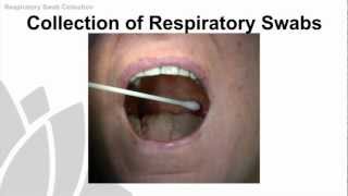 Respiratory Swab Collection Training Video  NSW Health [upl. by Assilac211]