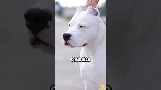 ¿Cual es el origen del Dogo Argentino perros dogs dogoargentino [upl. by Dulcia]