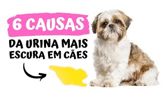 6 CAUSAS DA URINA MAIS ESCURA EM CÃES [upl. by Latrena376]