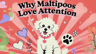 Maltipoos Love Attention💖 [upl. by Romo579]