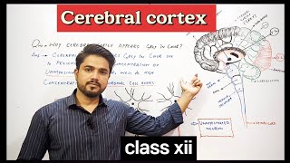 why Cerebral cortex appears grey in color  XII Biology [upl. by Ayhtak589]