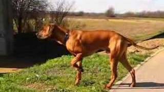 Ridgeback or Pointer [upl. by Ambros]