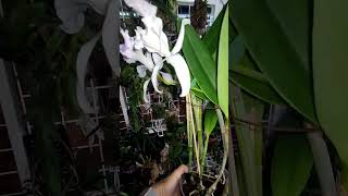 Cattleya Dominiana 1859 coeruleaквітування081124 [upl. by Rowe40]