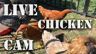 Hungry Hens  Live Chicken Coop Cam  Live Animal Cam where you can feed us [upl. by Tabber]