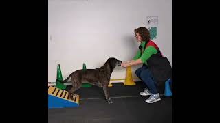 Trainen van de achterhand  Sport en Spel voor Dieren [upl. by Elbert838]