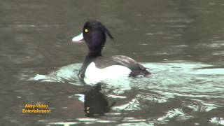 Reiherente  Fuligule morillon  Tufted Duck [upl. by Shalna219]