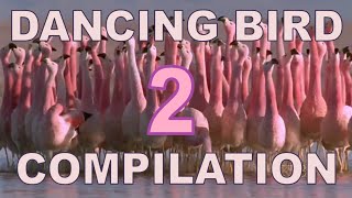 Dancing Birds Compilation Part 2 [upl. by Zebaj]