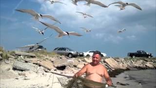 Seagulls attacking fish in the net at Jones Beach [upl. by Asirehc]