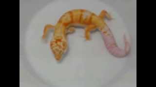 Albino Tangerine Enigma  120213 [upl. by Narot504]