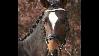 wwwsporthorsesonlinecom SOLD 2011 Oldenburg stallion 162 hh SOLD [upl. by Gena985]