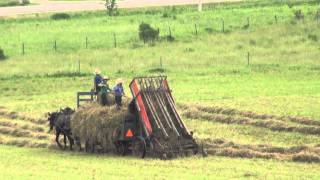 The Amish Way of Making Hay [upl. by Eelta319]