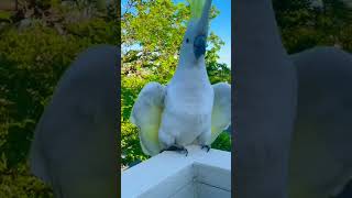 Cockatoo Sounds  Cockatoo Call  Cockatoo Noise 🕊🦜 Its Loud shorts [upl. by Ashleigh]