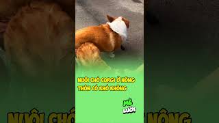 Nuôi chó Corgi ở nông thôn có khó không  Mê Lướt [upl. by Nilok]