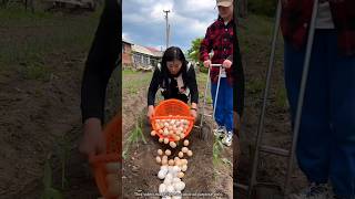 Why Do They Use Eggs on Corn 🌽 Plants  Amazing Farming Tool shorts youtubeshorts [upl. by Anuahsed]