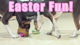 Basenji Tricks and Easter Fun [upl. by Mohl]