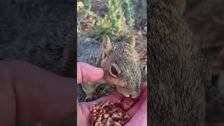 The friendliest squirrel named Sandy [upl. by Elsinore]