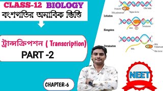 Transcription process in prokaryotes Bengali  PART 2 Class12  WBCHSE [upl. by Hebe250]