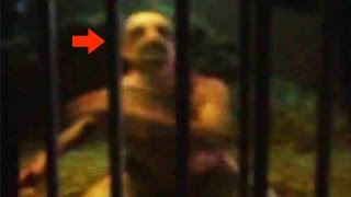 20 CREEPY Unknown Creatures Caught on Tape [upl. by Krahmer]