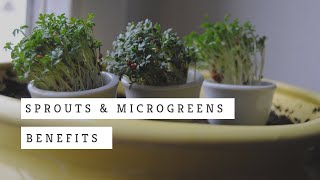 Microgreens and Sprouts Benefits 🌱 [upl. by Stephenie]