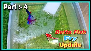 Part  4 How to Breed Betta Fish Step by Step 🤩  Successful Betta Fish Breeding Tutorial at Home [upl. by Grey54]