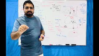 Cholinergic Agonist and Antagonist  part 2 [upl. by Carmen]