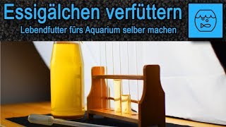 Essigälchen züchten und verfüttern  Lebendfutter selber machen  Fischfutter  Anleitung  Rezept [upl. by Yelnik]