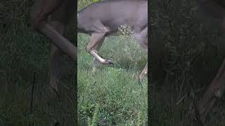 Nice Buck Passing thru cellulartrailcamera bigbuck deerhunting [upl. by Gora620]