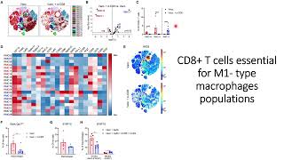 CD8 T cells are essential for M1type macrophages population Code 740 [upl. by Enitsej]