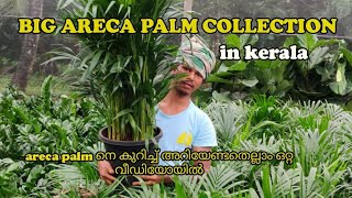 ARECA PALM indoor വയ്ക്കുമ്പോൾ എന്തൊക്കെ ശ്രദ്ധിക്കണം  areca palam care details in malayalam [upl. by Aisatsanna]