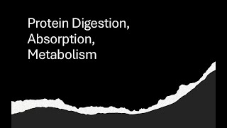 Protein Digestion Absorption Metabolism [upl. by Oiretule]