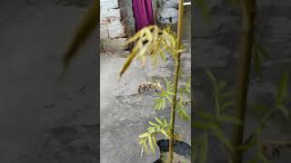 flowers marigold flower plant videoshortsfeed shorts [upl. by Anauj]