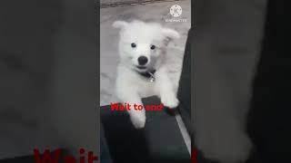 Dog Barking  Dog Barking Loudly Dog Barking Video shortvideo [upl. by Schonfeld200]