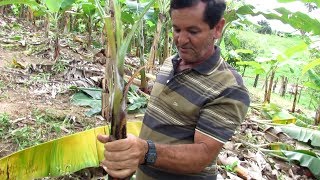 Novo método de plantar bananeira [upl. by Asek]