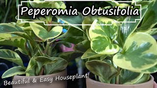 Peperomia Obtusifolia Care  Baby Rubber Plant  Easy Houseplant NonToxic Houseplant [upl. by Kitrak]