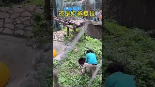 Cute junior boy lifts manhole cover to pet pandas at Beijing Zoo So cute [upl. by Hein912]