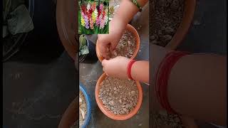 Gladiolus bulbs gladiolus bulb propagation [upl. by Elsey]