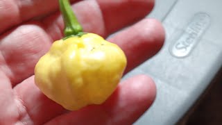 KSLS🔥hotpepper spicyfood spicy ghostpepper carolinareaper [upl. by Aivatnwahs]