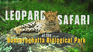 Exclusive Leopard safari at the Bannerughatta Biological Park in Bengaluru [upl. by Alywt]