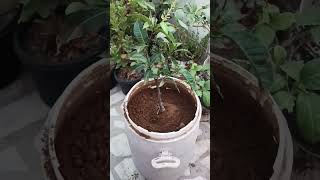 New member mango 🥭 tree Mango tree planting on my terrace garden all months mango 🥭 [upl. by Boehike410]